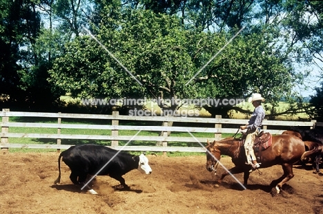 quarter horse with cowboy cutting cattle