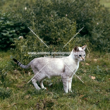 tabby point siamese cat in a field