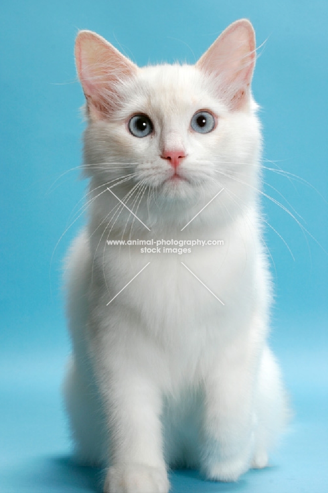 Cream Point Bi-Colour Ragdoll, sitting