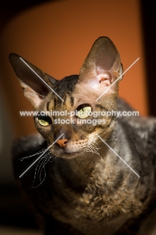 Cornish Rex