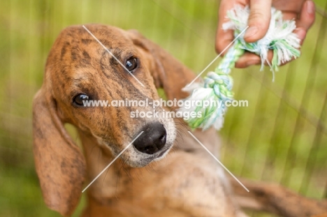Plott Hound puppy with toy