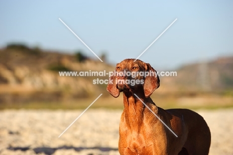 Hungarian Vizsla