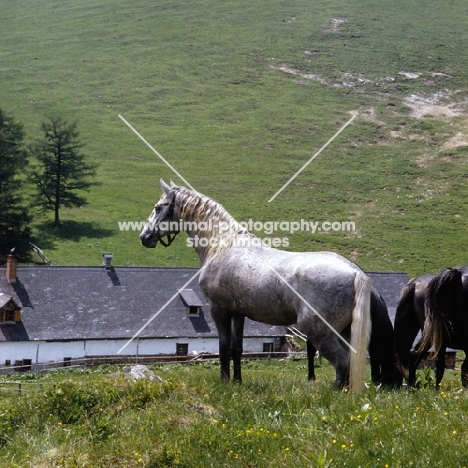 colt at stubalm piber with 'soldatenhaus' in background