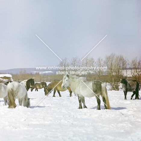 yakut ponies in snow, some grazing