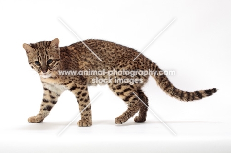 Golden Spotted Tabby Geoffroy cat on white background