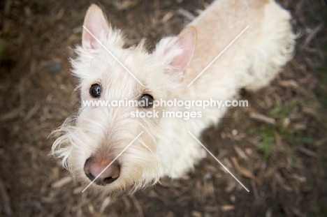 wheaten Scottish Terrier looking up at camera.