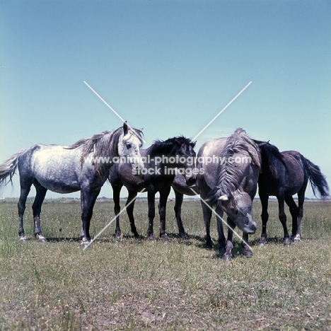 group of Camargue ponies in field