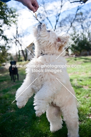 wheaten terrier mix jumping in air for treat