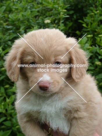 Nova Scotia Duck Tolling Retriever