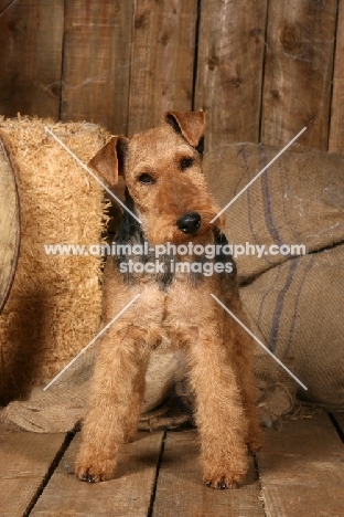 Lakeland Terrier in barn