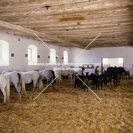 Lipizzaner mares and foals feeding in their ancient stable at piber