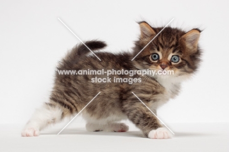 Brown Mackerel Tabby & White Maine Coon kitten, 1 month old