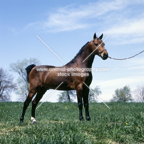 low angle view of Hackney Pony stallion in USA