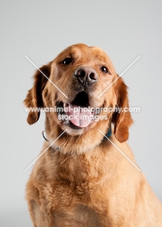 Golden Retriever sitting on grey studio background, smiling.