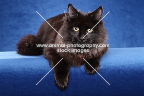 black Siberian on blue background