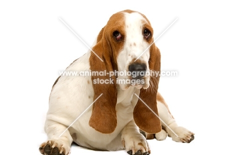 basset hound looking shy