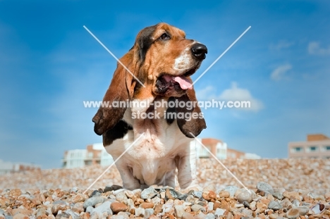 Basset hound standing on pebble beach