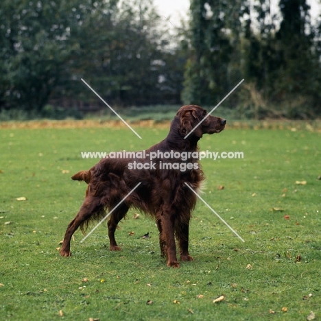 sh ch wendover gentleman, irish setter on grass