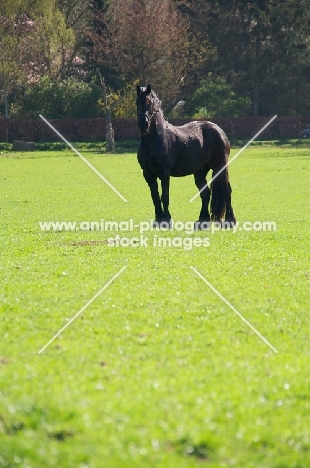 Friesian in field