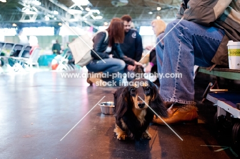 Miniature Dachshund with owners at Crufts