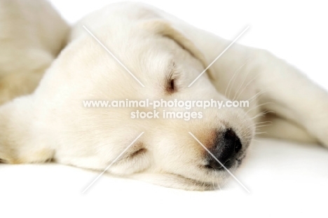 Golden Labrador Puppy lying asleep isolated on a white background