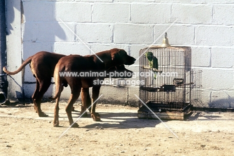 two rhodesian ridgebacks looking at a parrot in a cage
