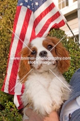 Cavalier King Charles Spaniel puppy with American flag