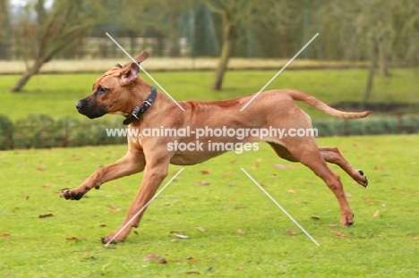 Rhodesian Ridgeback in motion