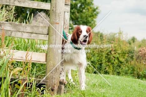 Irish red and white setter