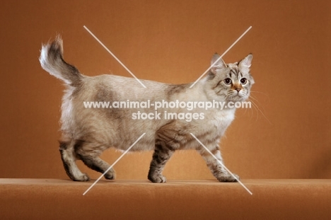 Champion American Bobtail walking to right, Bobtail raised, looking out
