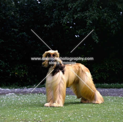 ch viscount grant (gable), afghan hound near trees bis crufts 1987 
