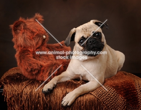 Pug with toy