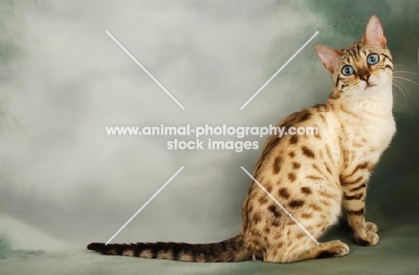 snow spotted bengal cat, sitting