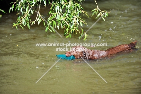 chocolate Labrador Retriever swimming with dummy