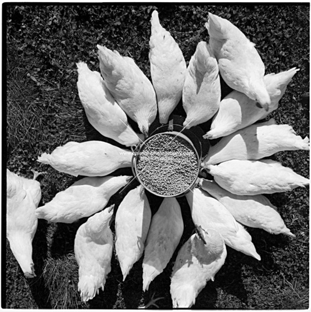 chickens feeding in a circle