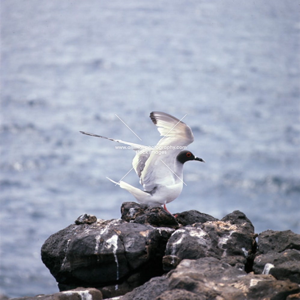swallow tailed gull on lava at south plazas island, galapagos islands