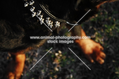 Rottweiler wearing spiked collar