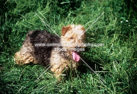 lakeland terrier in pet trim