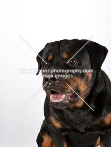 Rottweiler portrait on white background
