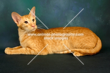 red oriental shorthair cat lying down