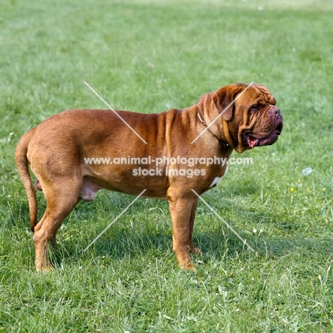 dogue de bordeaux standing on grass