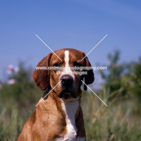 bailo d'albergaria,  headshot of portuguese pointer