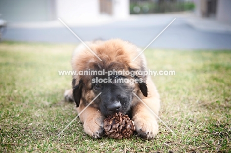 leonberger puppy chewing on pinecone