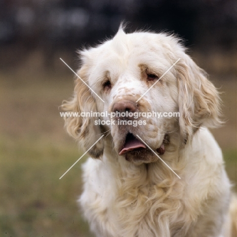 ch anchorfield bonus,portrait of clumber spaniel