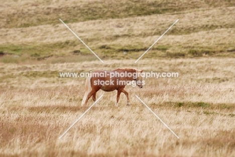 wild welsh mountain pony in Llanllechid Mountains, Wales