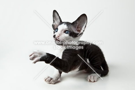 Peterbald kitten 6 weeks old, reaching out