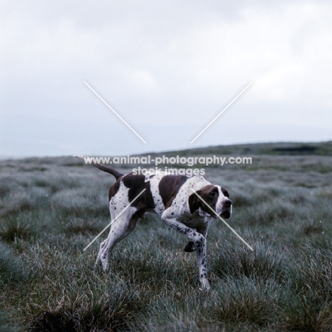 champion english pointer, ch waghorn statesman, on point in moorland