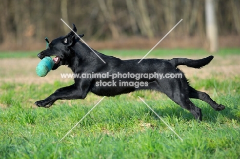black labrador running at full speed