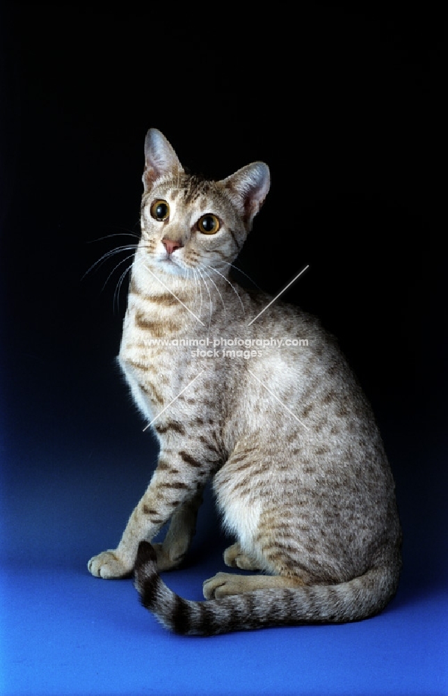 chocolate and silver ocicat 