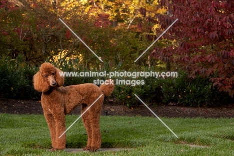 red standard Poodle in garden